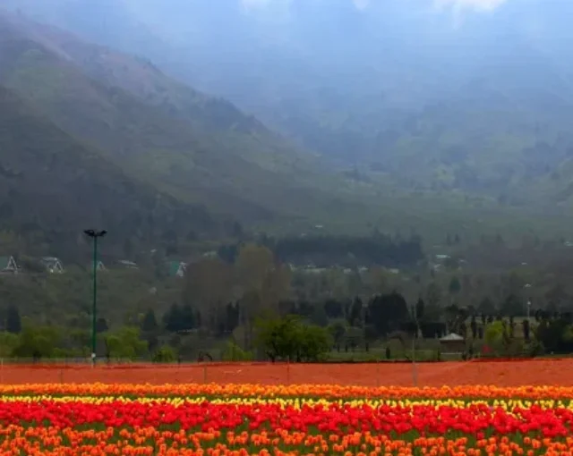 Plan your perfect trip to Kashmir’s tulip garden with our comprehensive guide. when to visit, what to do, and where to stay. (Copy)