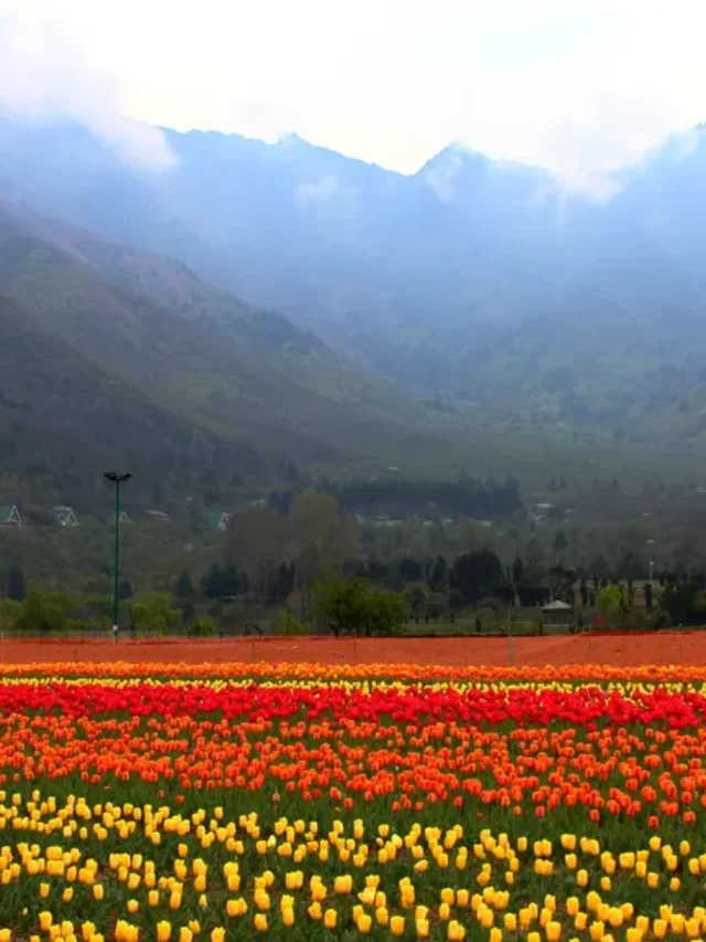 Plan your perfect trip to Kashmir’s tulip garden with our comprehensive guide. when to visit, what to do, and where to stay. (Copy)